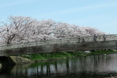 福岡堰の桜２