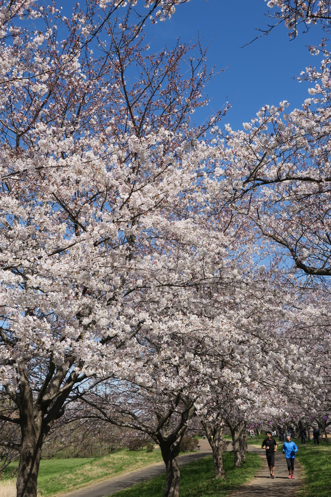福岡堰の桜
