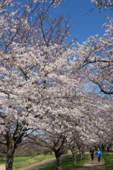 福岡堰の桜