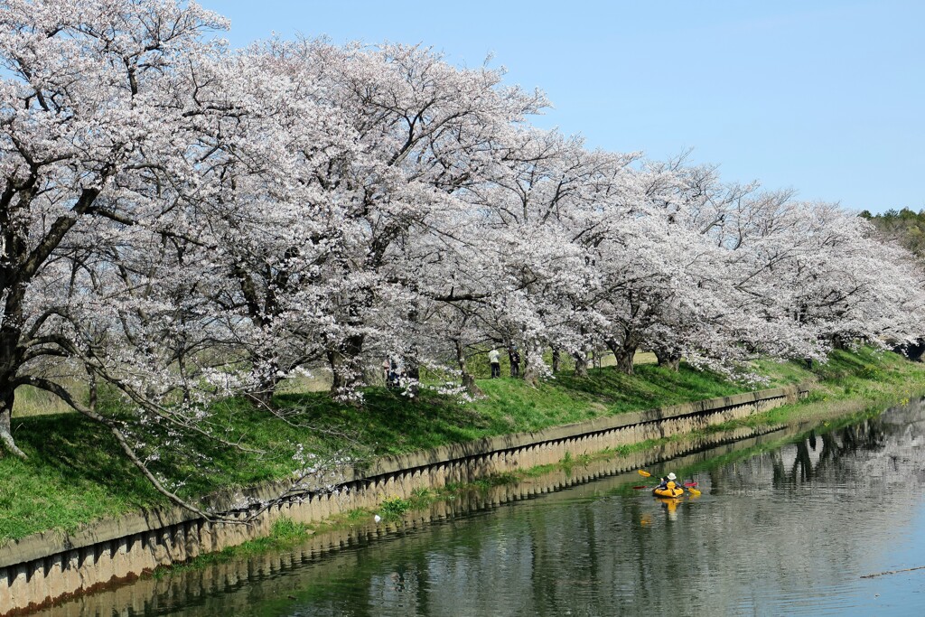 桜並木