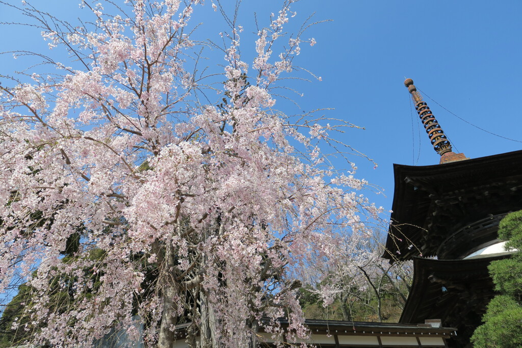 枝垂桜