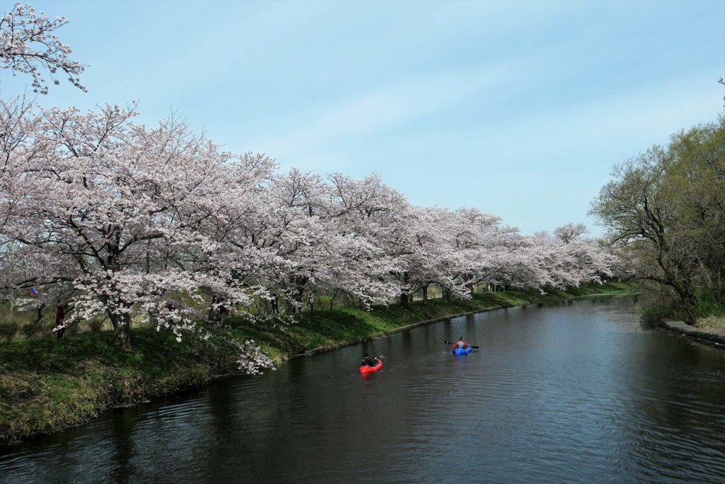 福岡堰の桜１