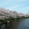 福岡堰の桜１