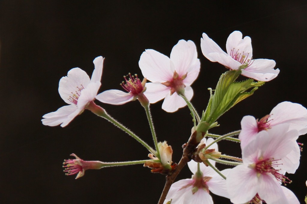 なごり桜