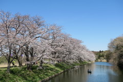 福岡堰の桜