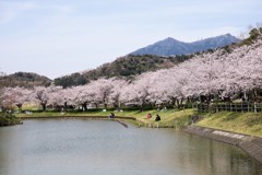 北条大池の桜