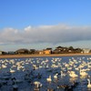 白鳥憩いの里