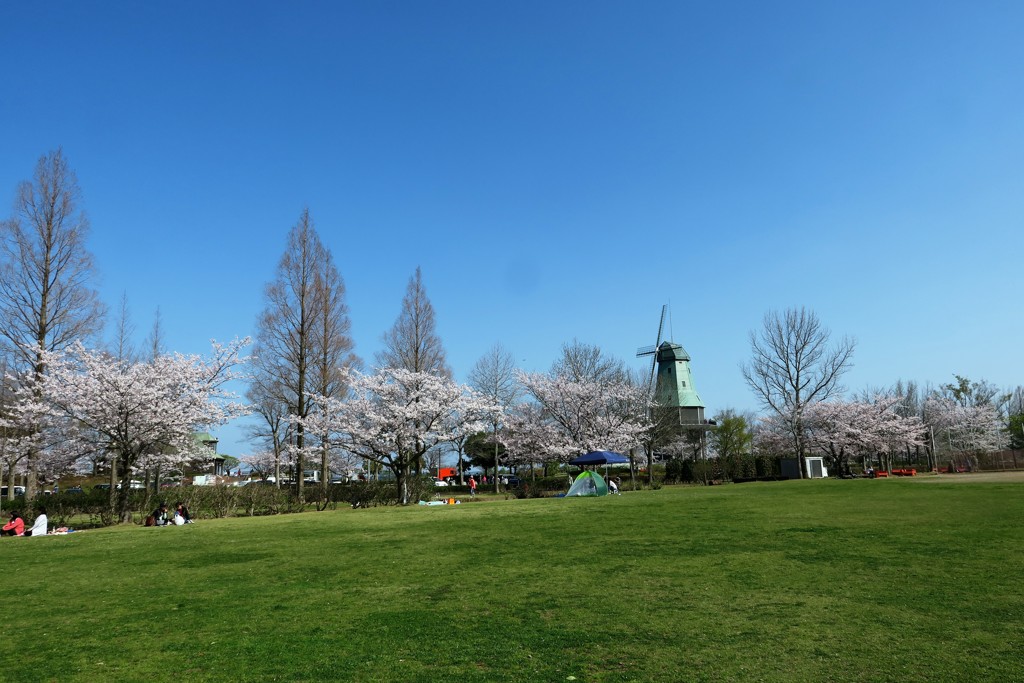 桜と春の空