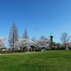 桜と春の空