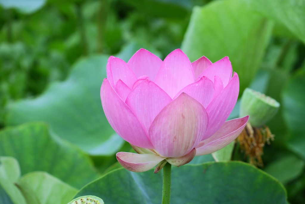 蓮の花