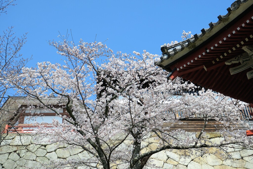 桜咲く