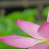 蓮の花