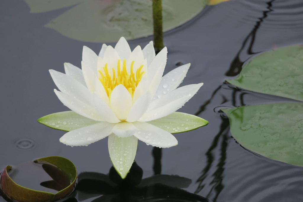 雨中の睡蓮