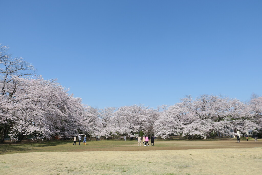 校庭の桜