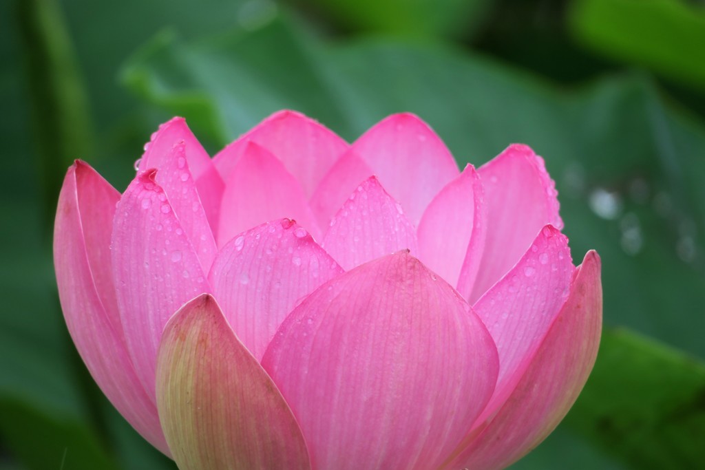 蓮の花