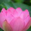 蓮の花
