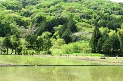 裏筑波、田植えの風景