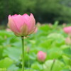 大賀蓮