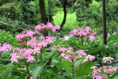 紫陽花の里