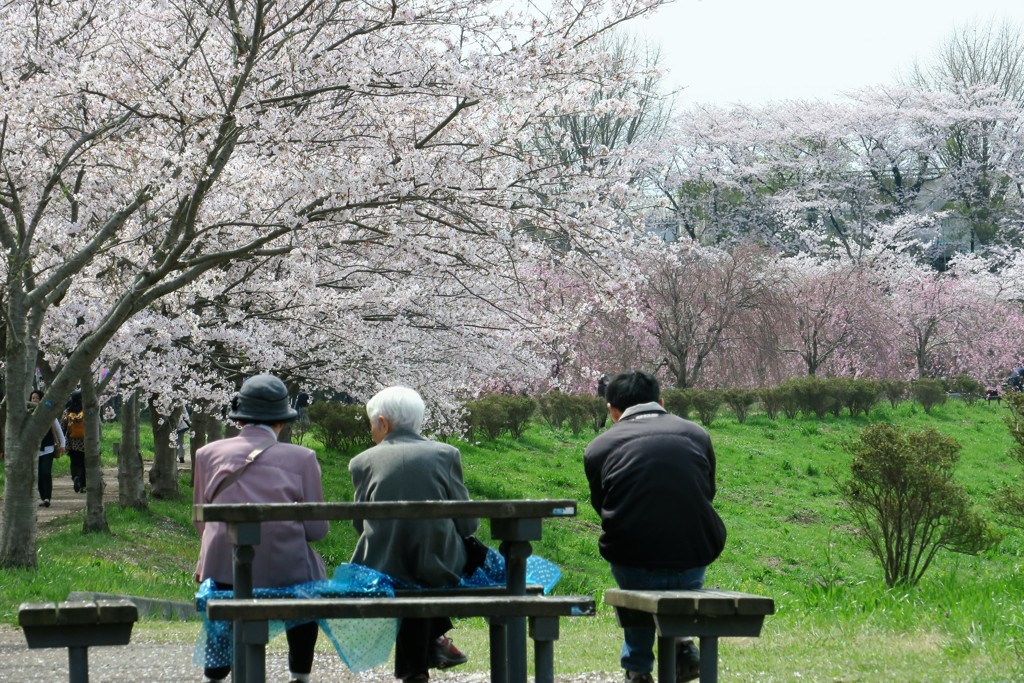 福岡堰の桜３