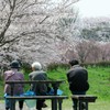 福岡堰の桜３