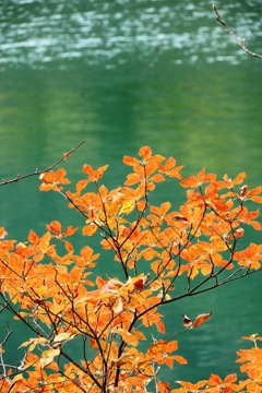湖畔の秋(湯ノ湖）