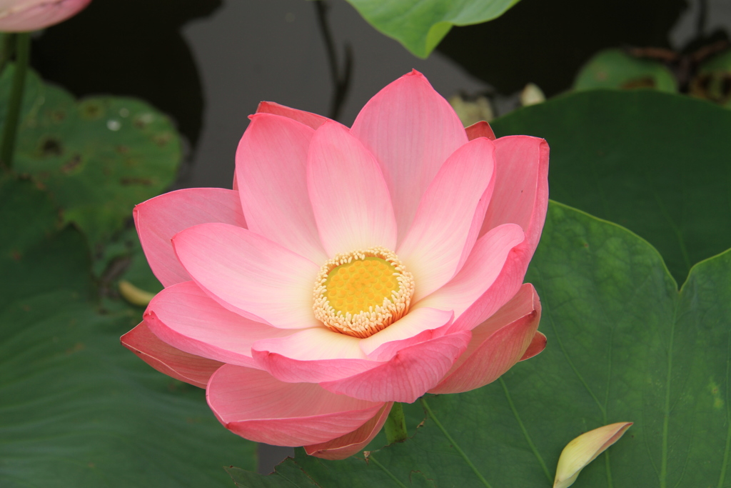 蓮の花