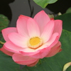 蓮の花