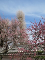 旧弘道館の春