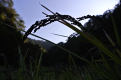 あぜ道夕暮れ