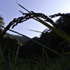 あぜ道夕暮れ