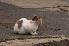 小樽港に住むネコ