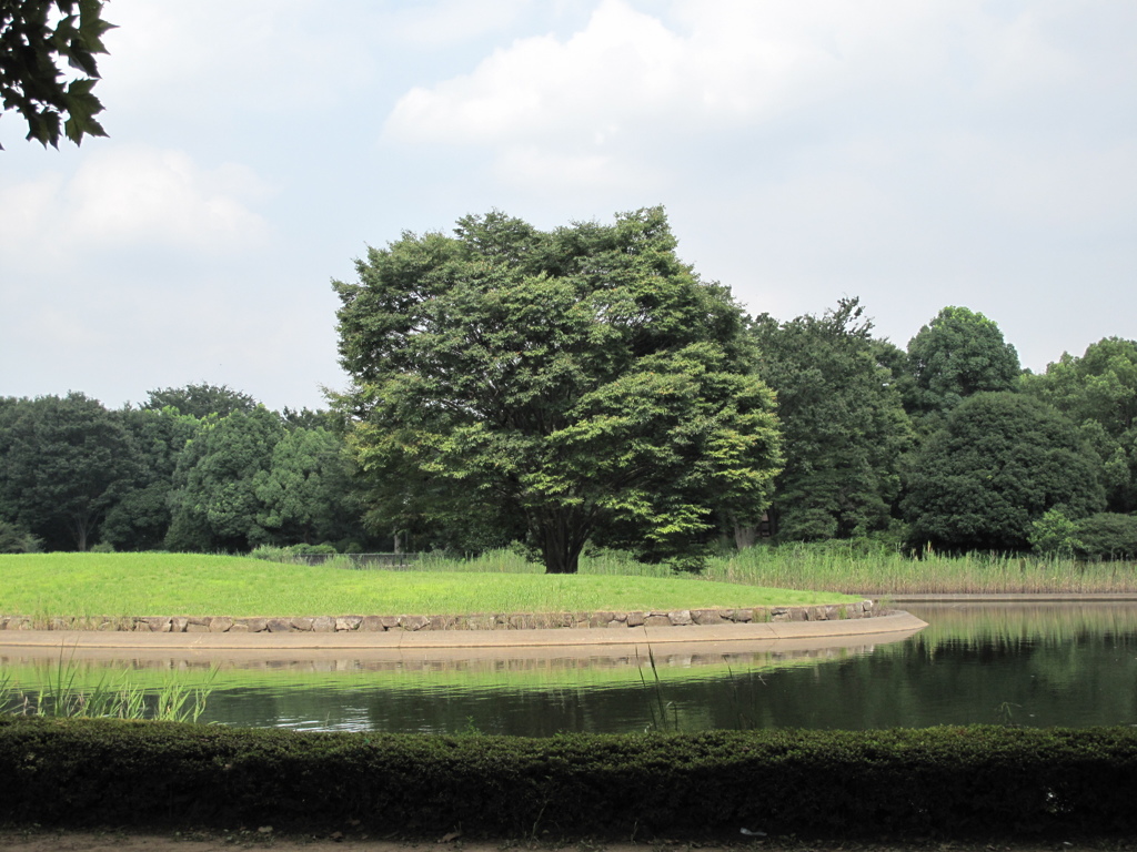 昭和記念公園の池