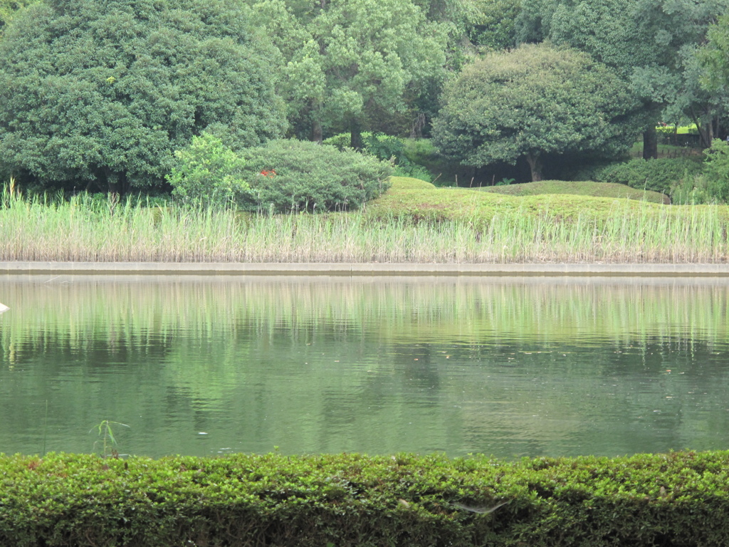 昭和記念公園のワンシーン