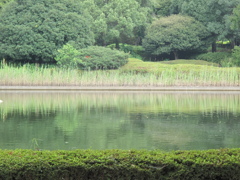 昭和記念公園のワンシーン