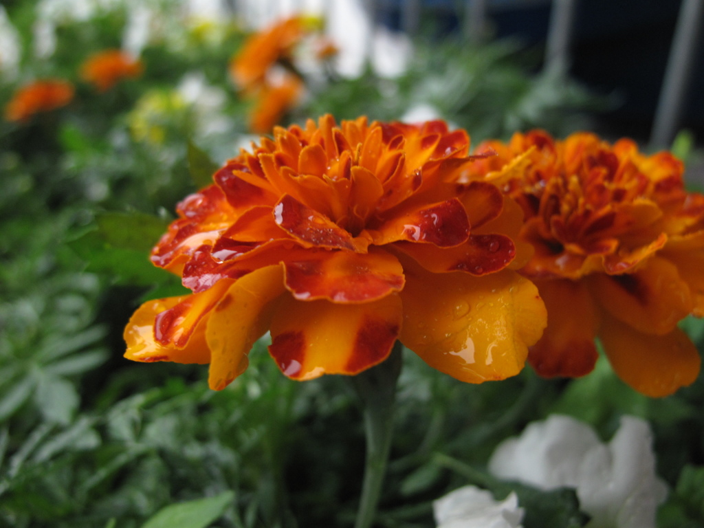 アメニモマケズ