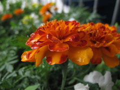 アメニモマケズ