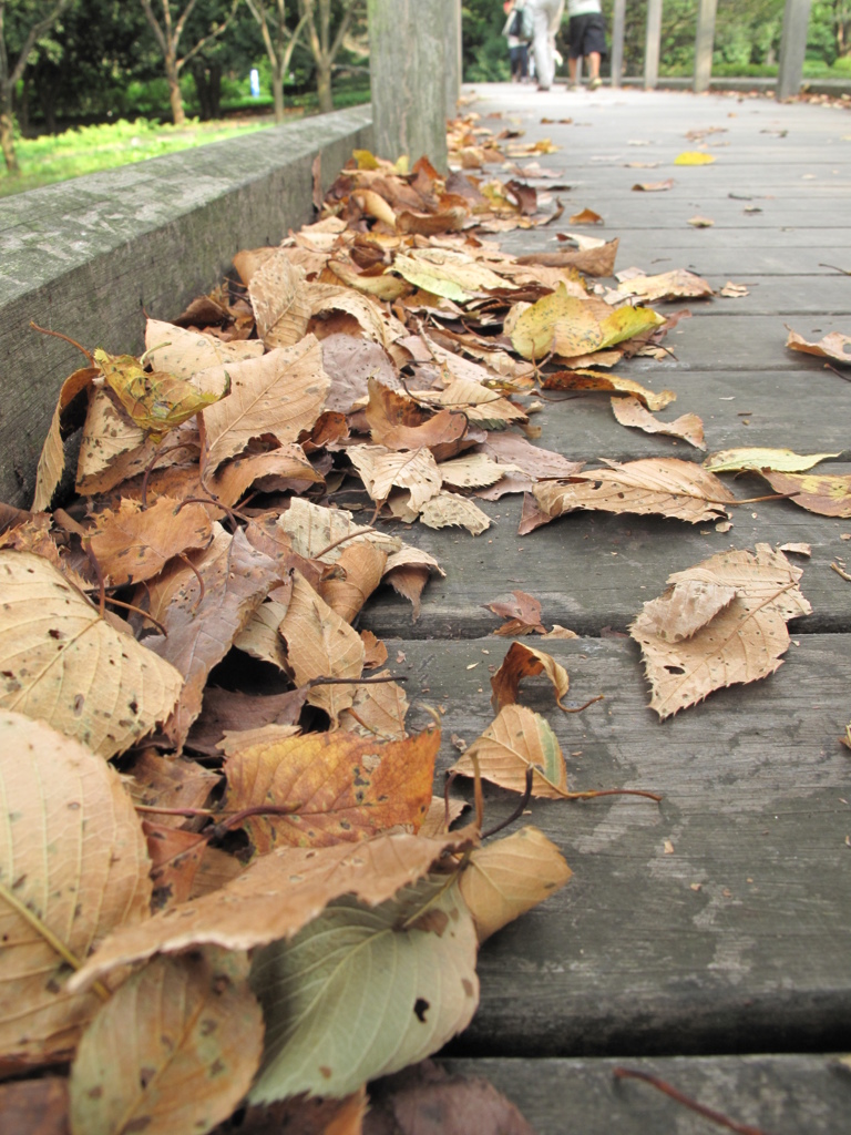 季節の変わり目