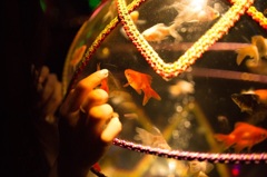Art Aquarium ＊