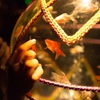 Art Aquarium ＊