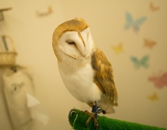 フクロウカフェ①
