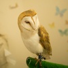 フクロウカフェ①