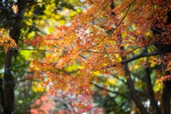 秋に花束②