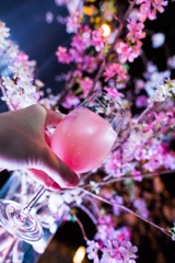 桜に乾杯