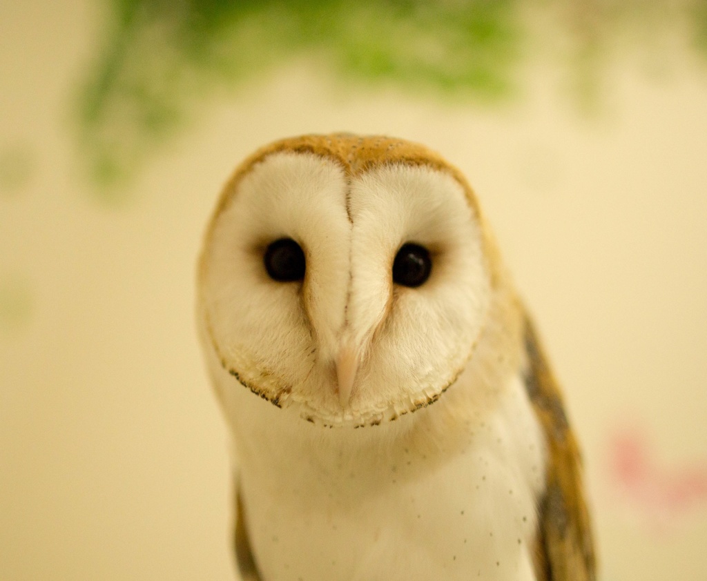 フクロウカフェ②
