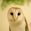 フクロウカフェ②
