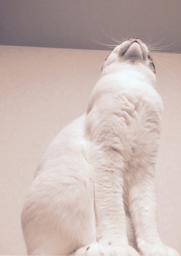 ジャジャーン！！！
