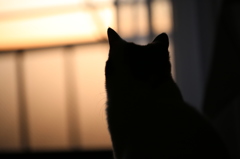 夕日＊