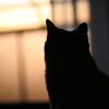 夕日＊
