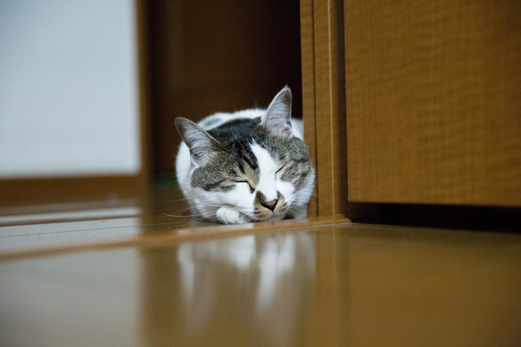 誰かが覗いて...？